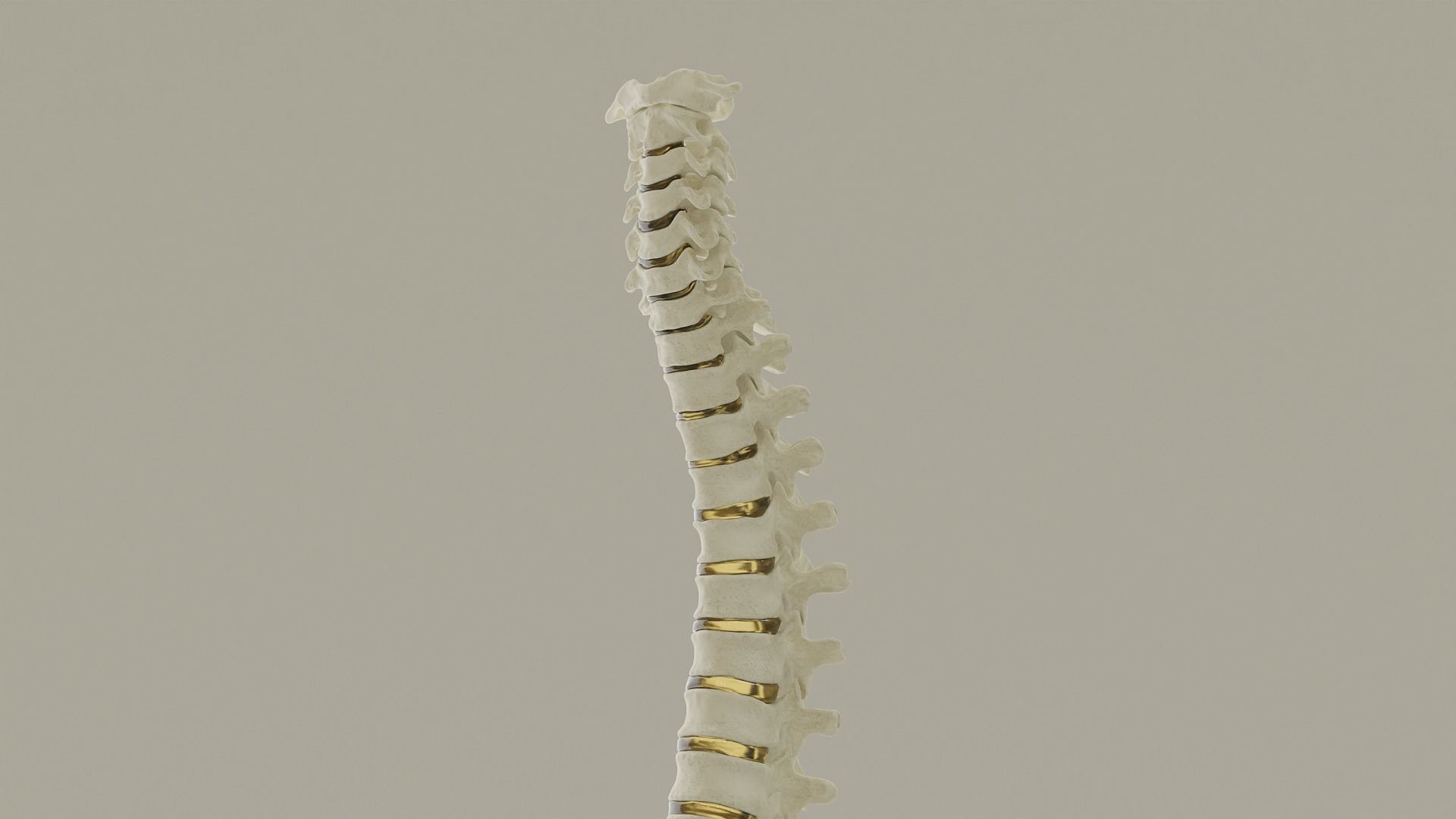 Spinal Column Anatomy Model 3D model_15