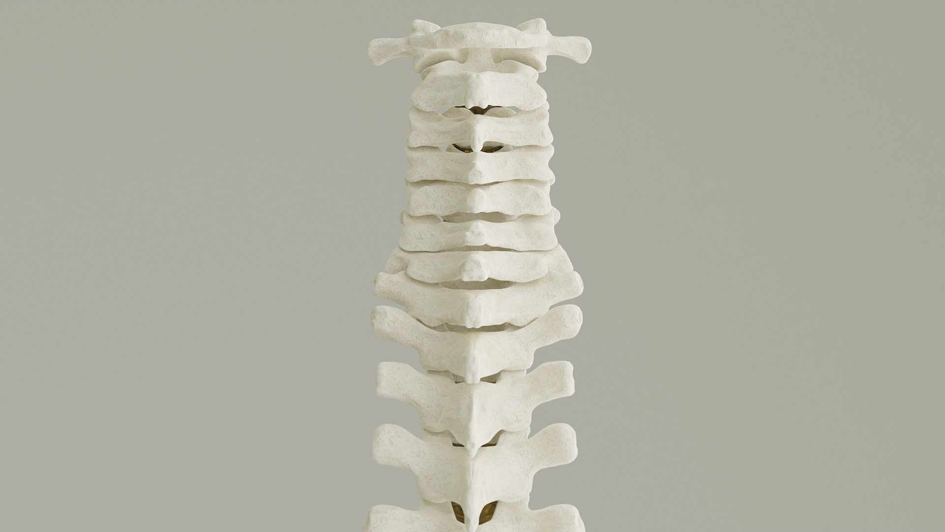 Spinal Column Anatomy Model 3D model_4