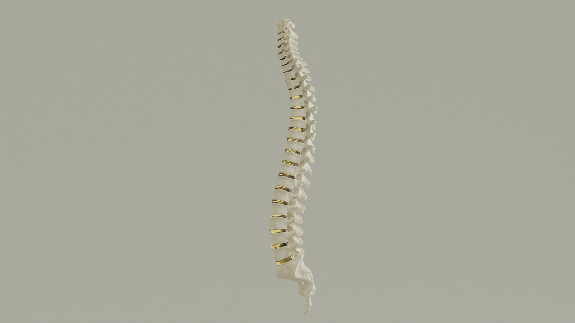 Spinal Column Anatomy Model 3D model_12