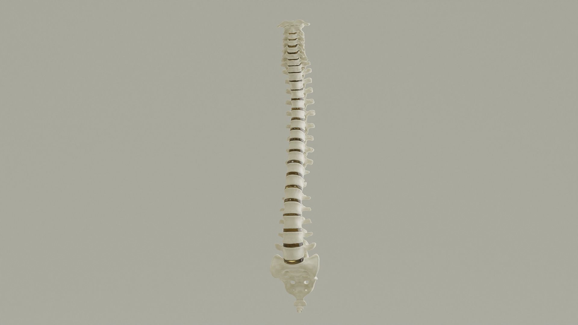 Spinal Column Anatomy Model 3D model_9