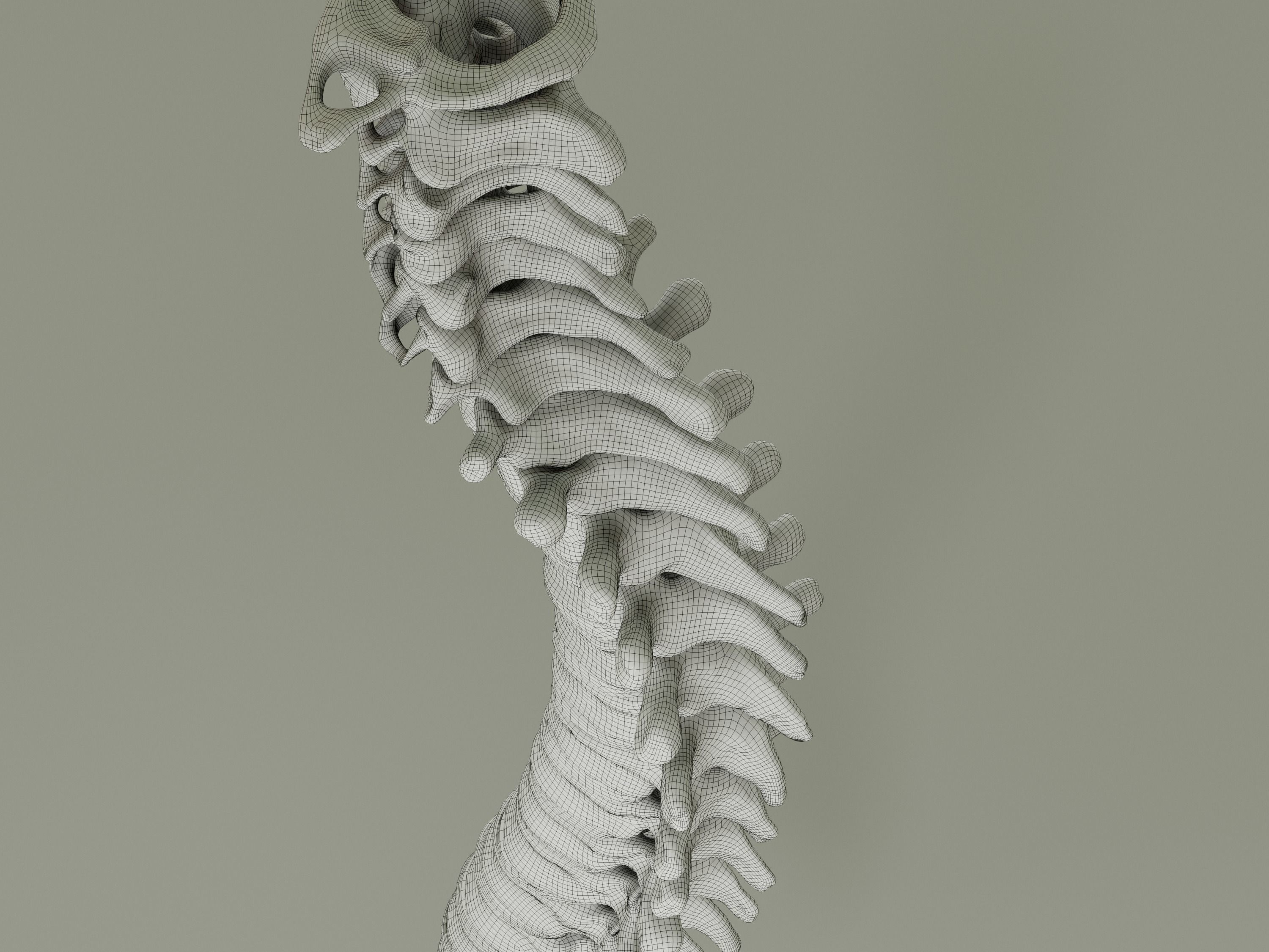 Spinal Column Anatomy Model 3D model_20