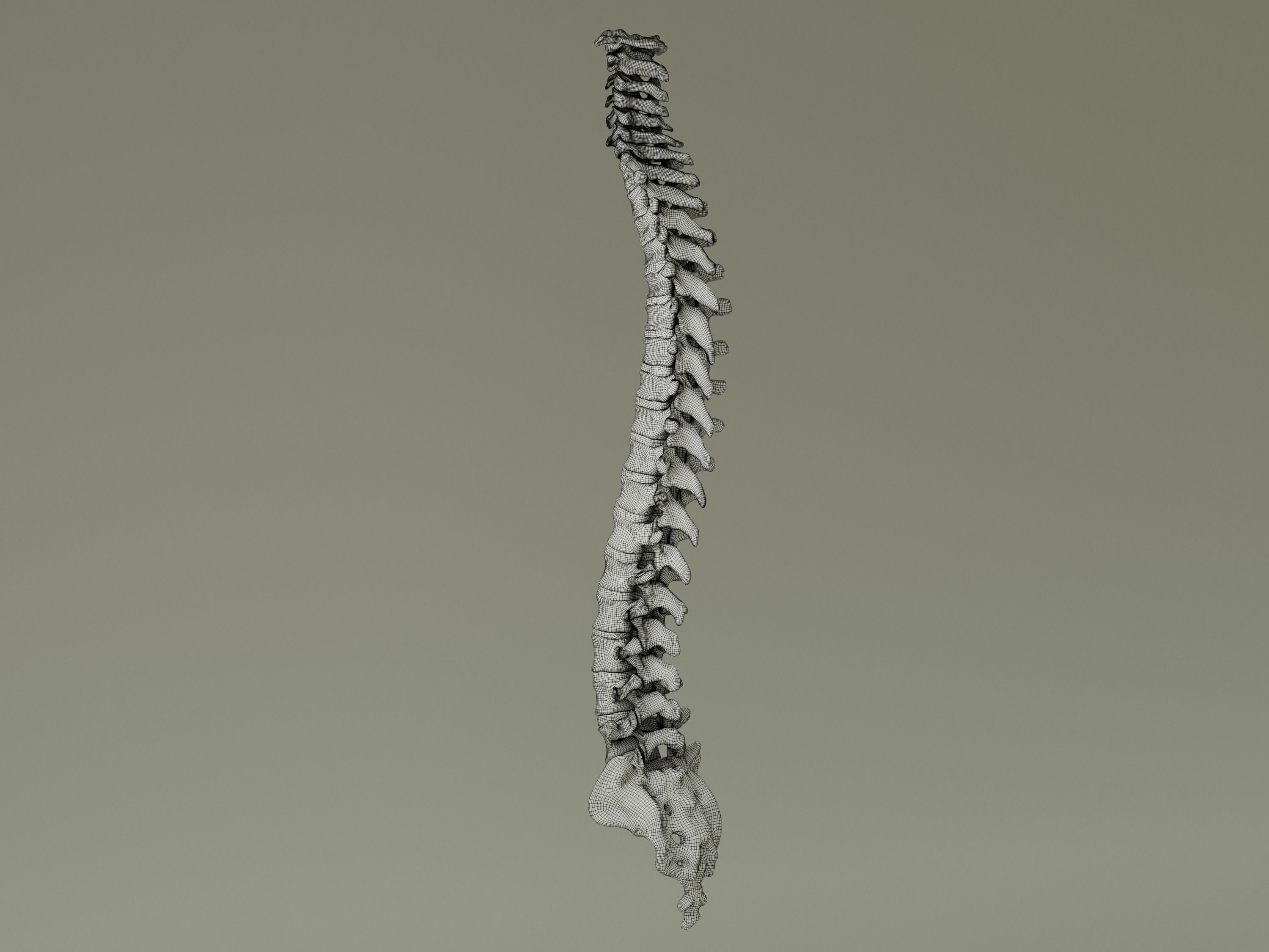 Spinal Column Anatomy Model 3D model_19