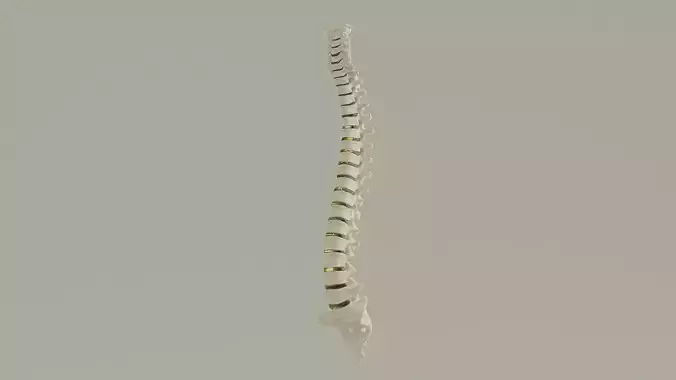 Spinal Column Anatomy Model
