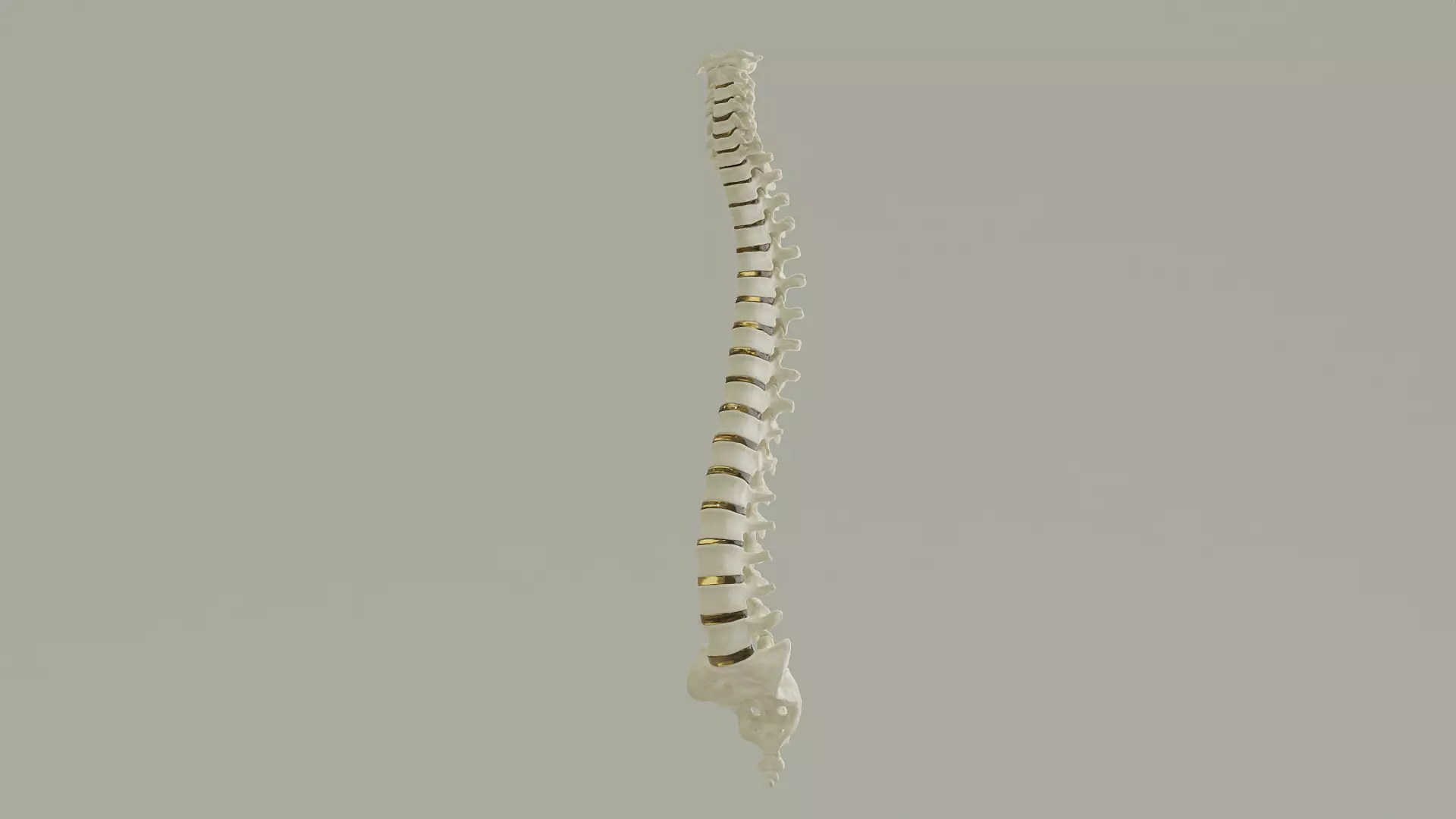 Spinal Column Anatomy Model 3D model_0