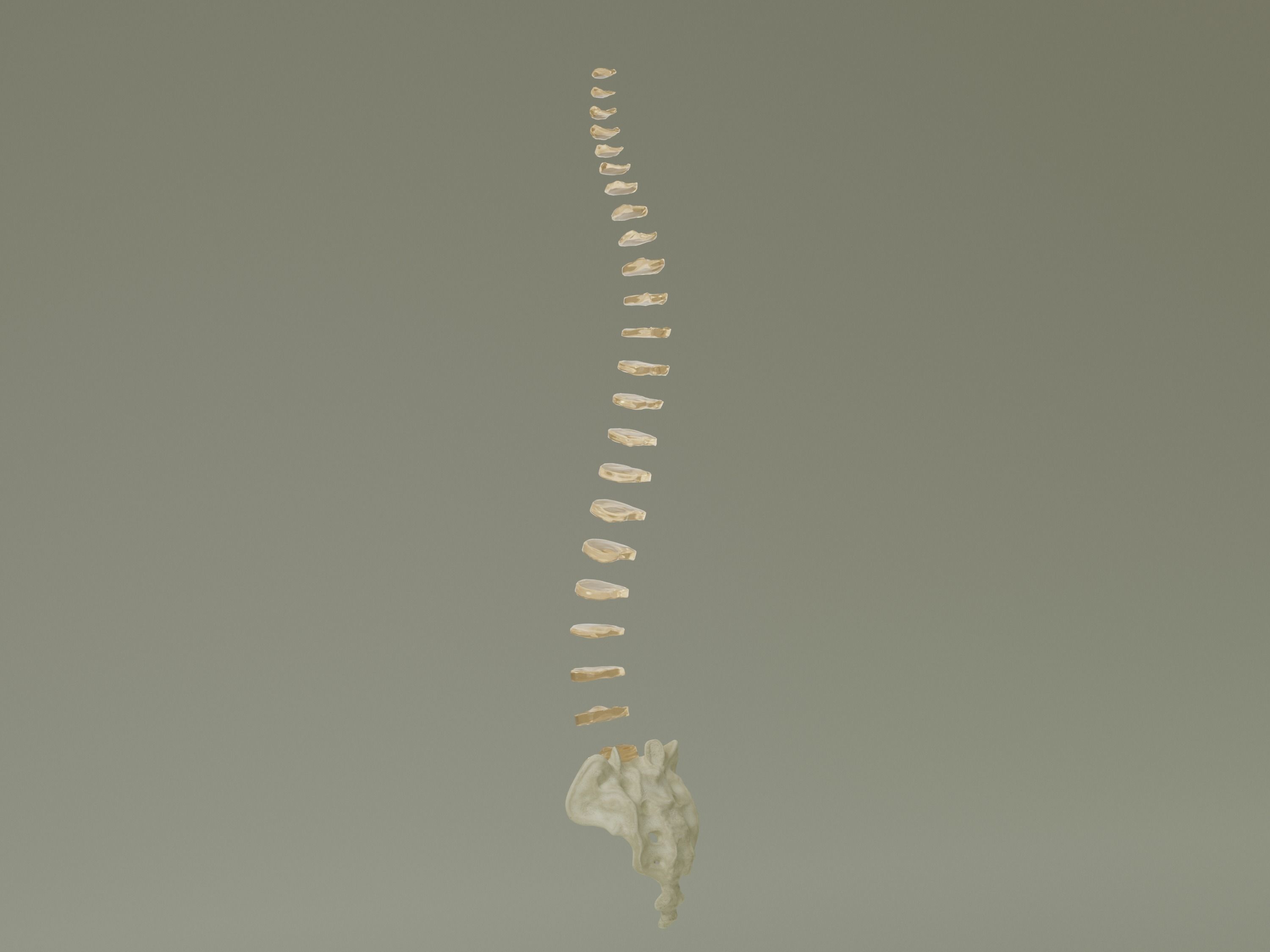 Spinal Column Anatomy Model 3D model_16