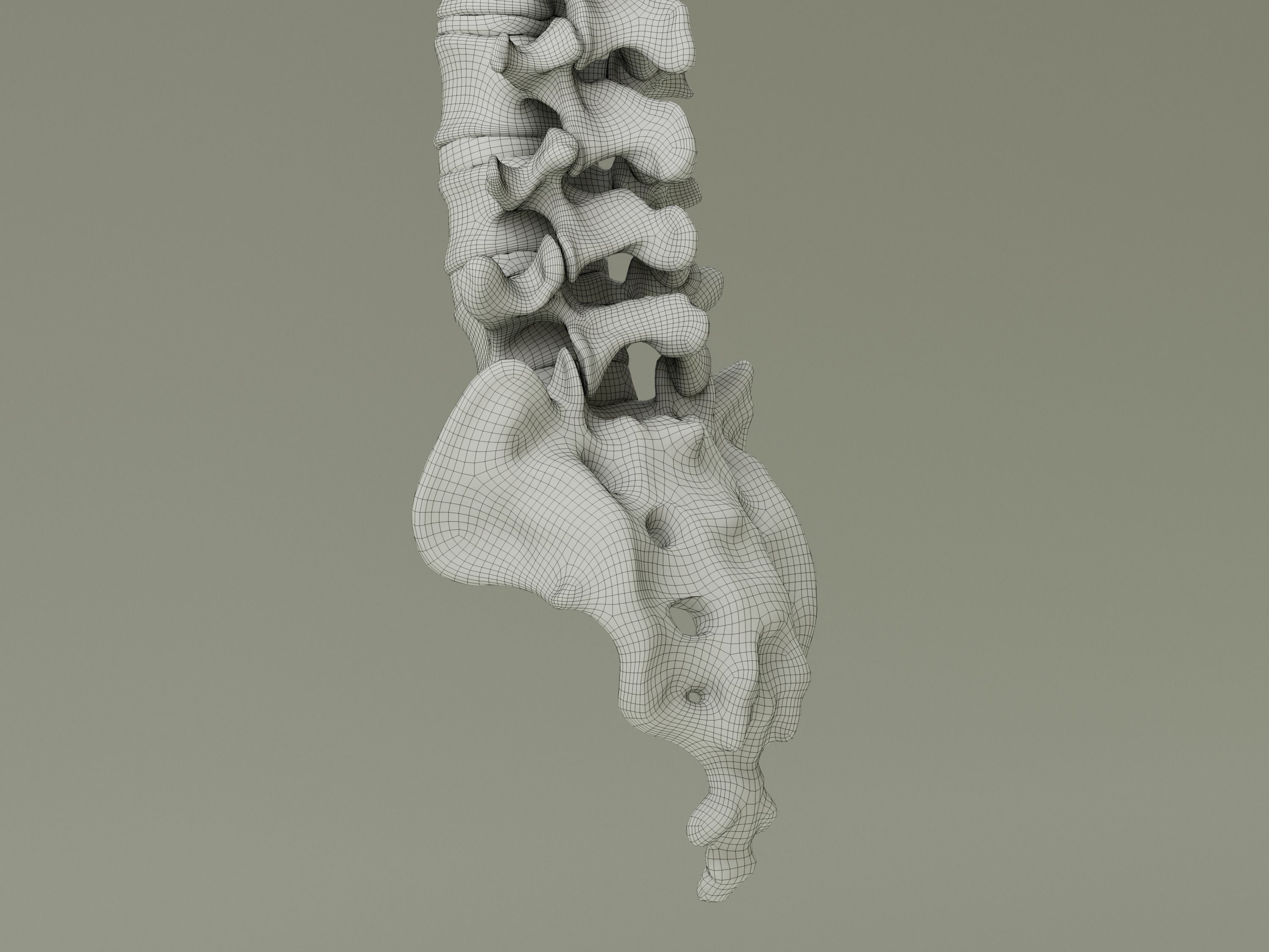 Spinal Column Anatomy Model 3D model_18