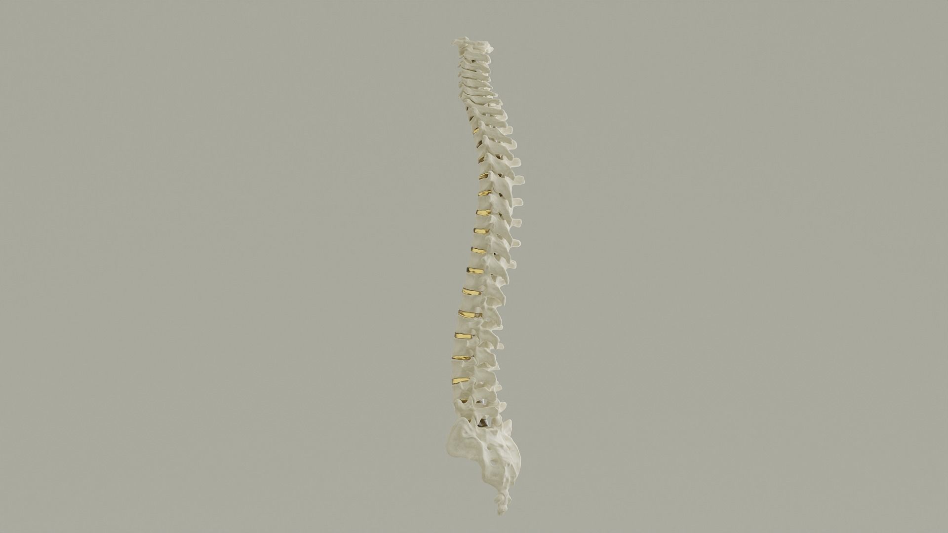 Spinal Column Anatomy Model 3D model_11
