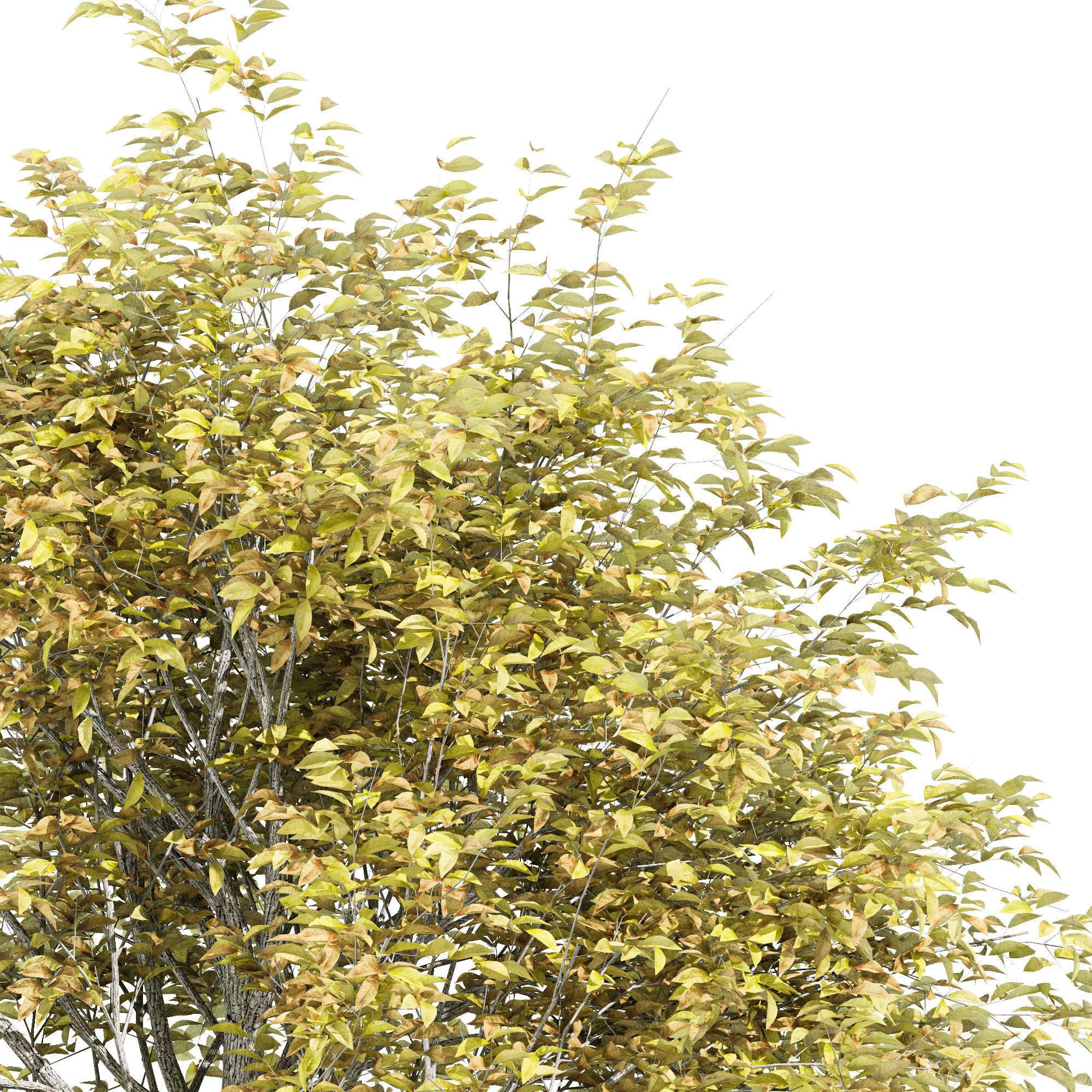 tree Black Gum Fall 3D model_1