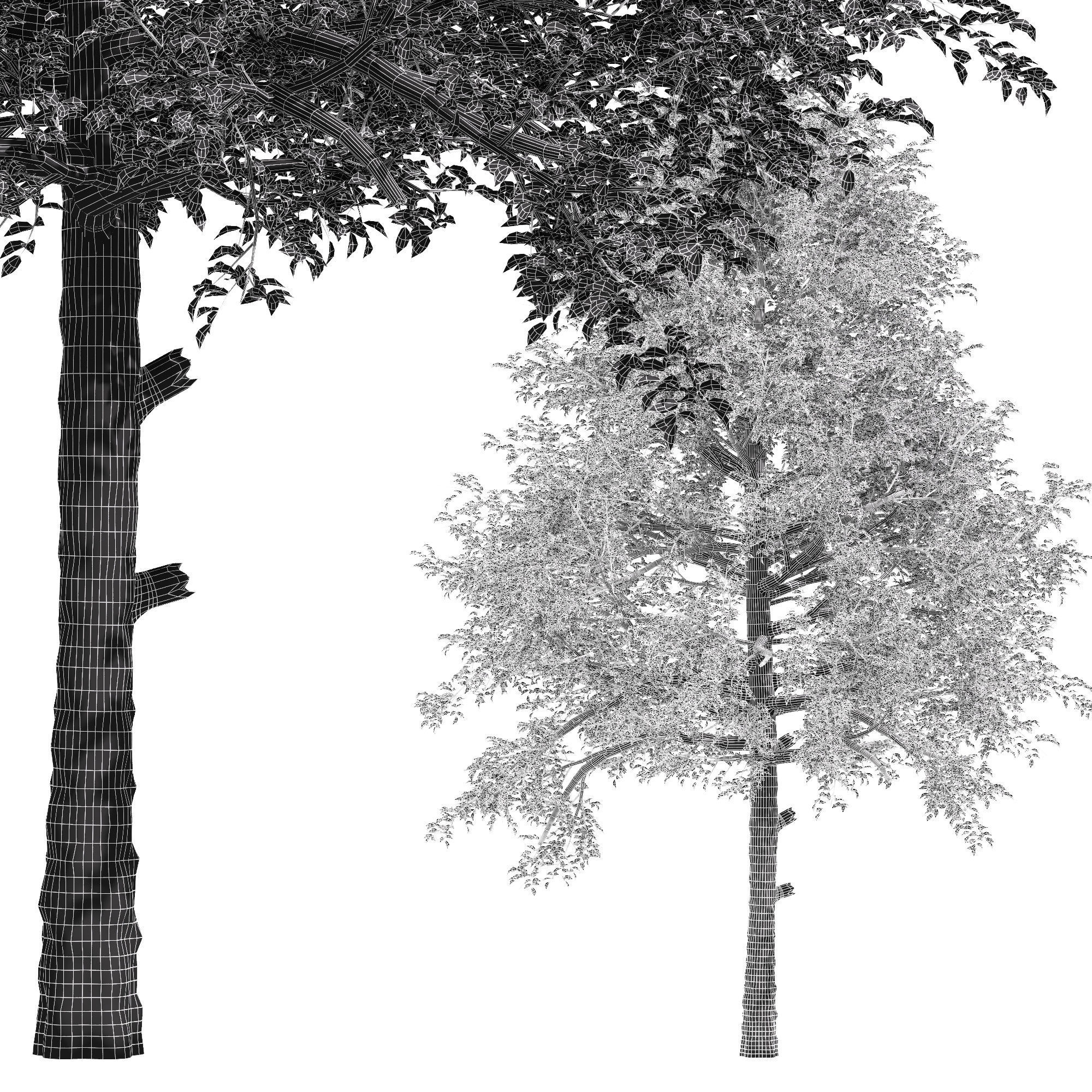 tree Black Gum Fall 3D model_2