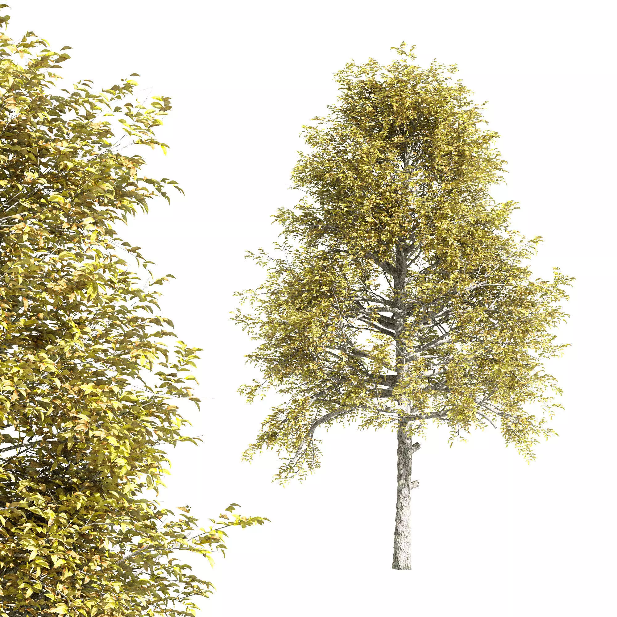 tree Black Gum Fall 3D model_0