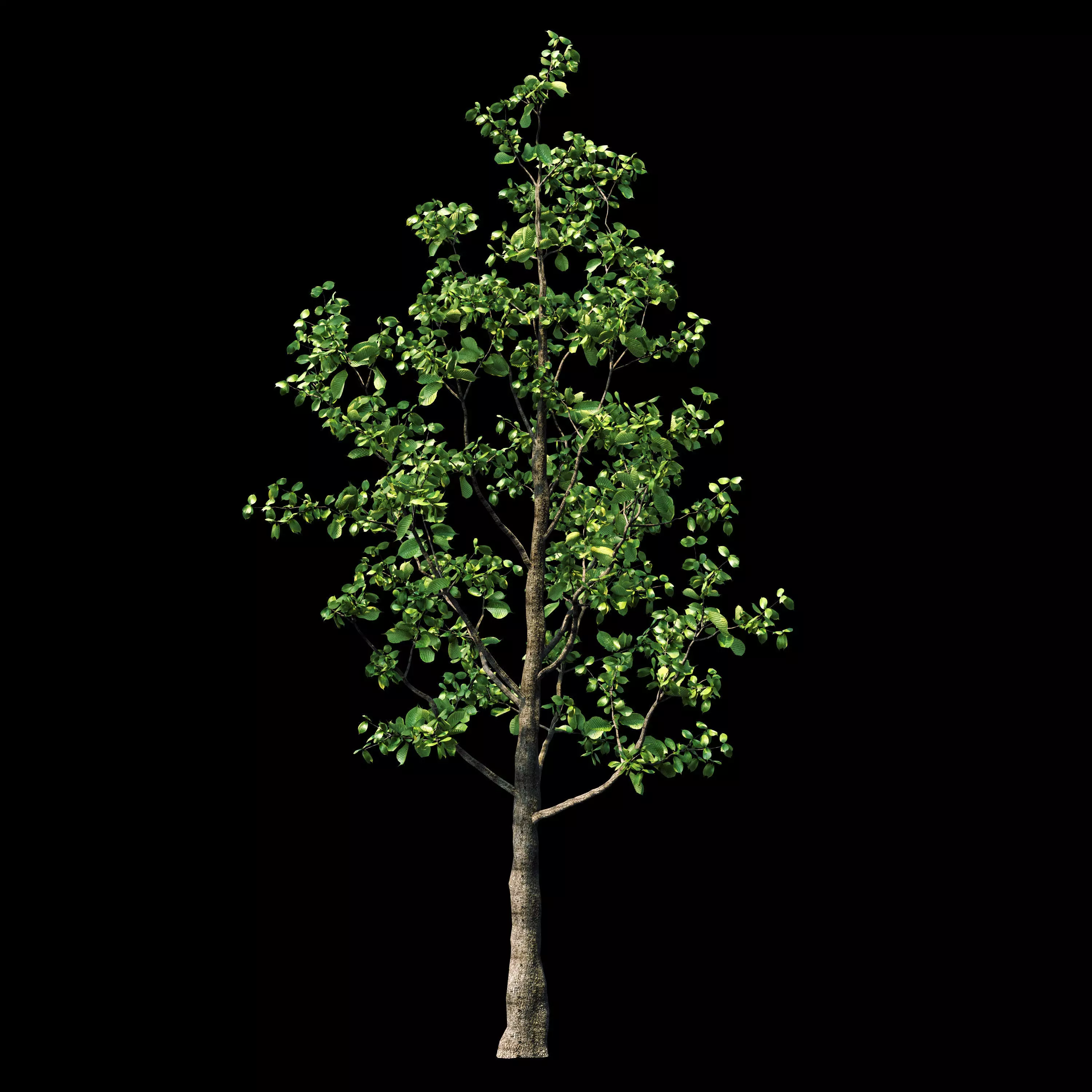 Smalltree tree 3D model