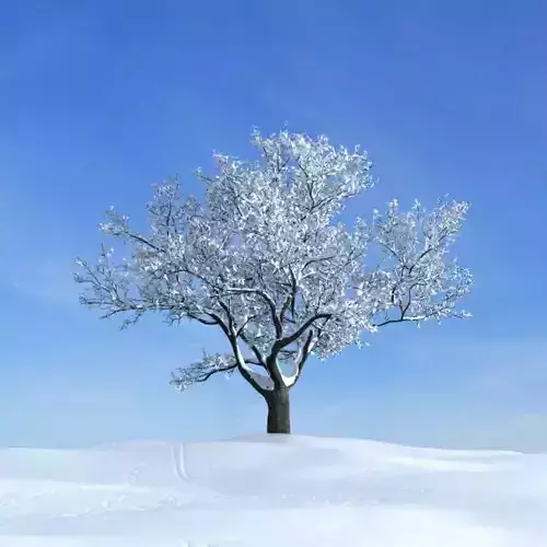 Deciduous White Tree
