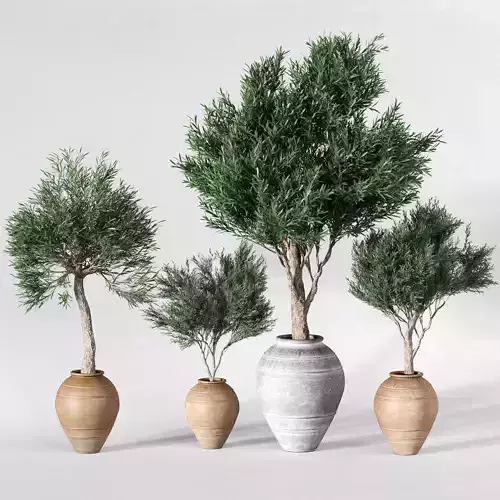 Olive Trees In Clay Pots - 4 Models 3D model
