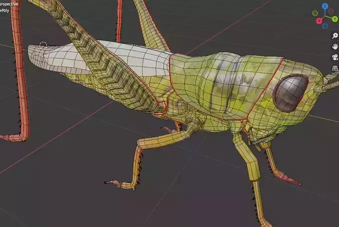 Grassshoper 3d grasshopper on rock