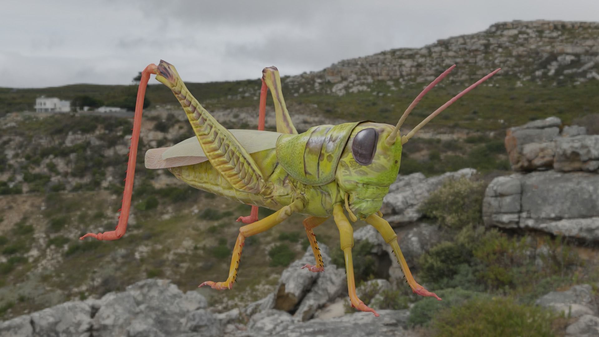 Grassshoper 3d grasshopper on rock 3D model_2