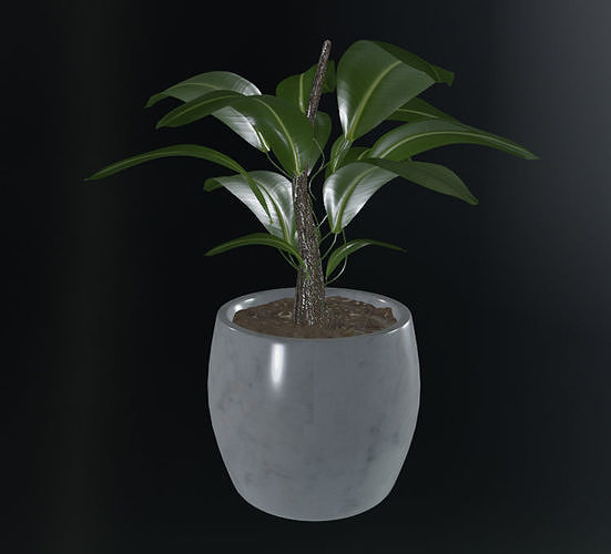Maceta con planta Ficus 3D 3D model