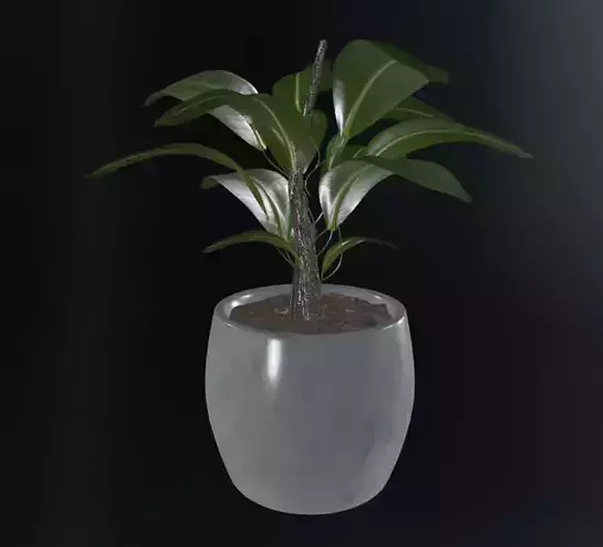 Maceta con planta Ficus 3D