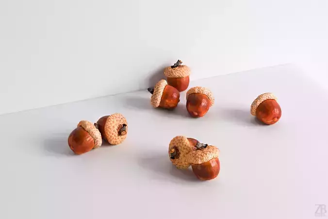 Acorn 3D model