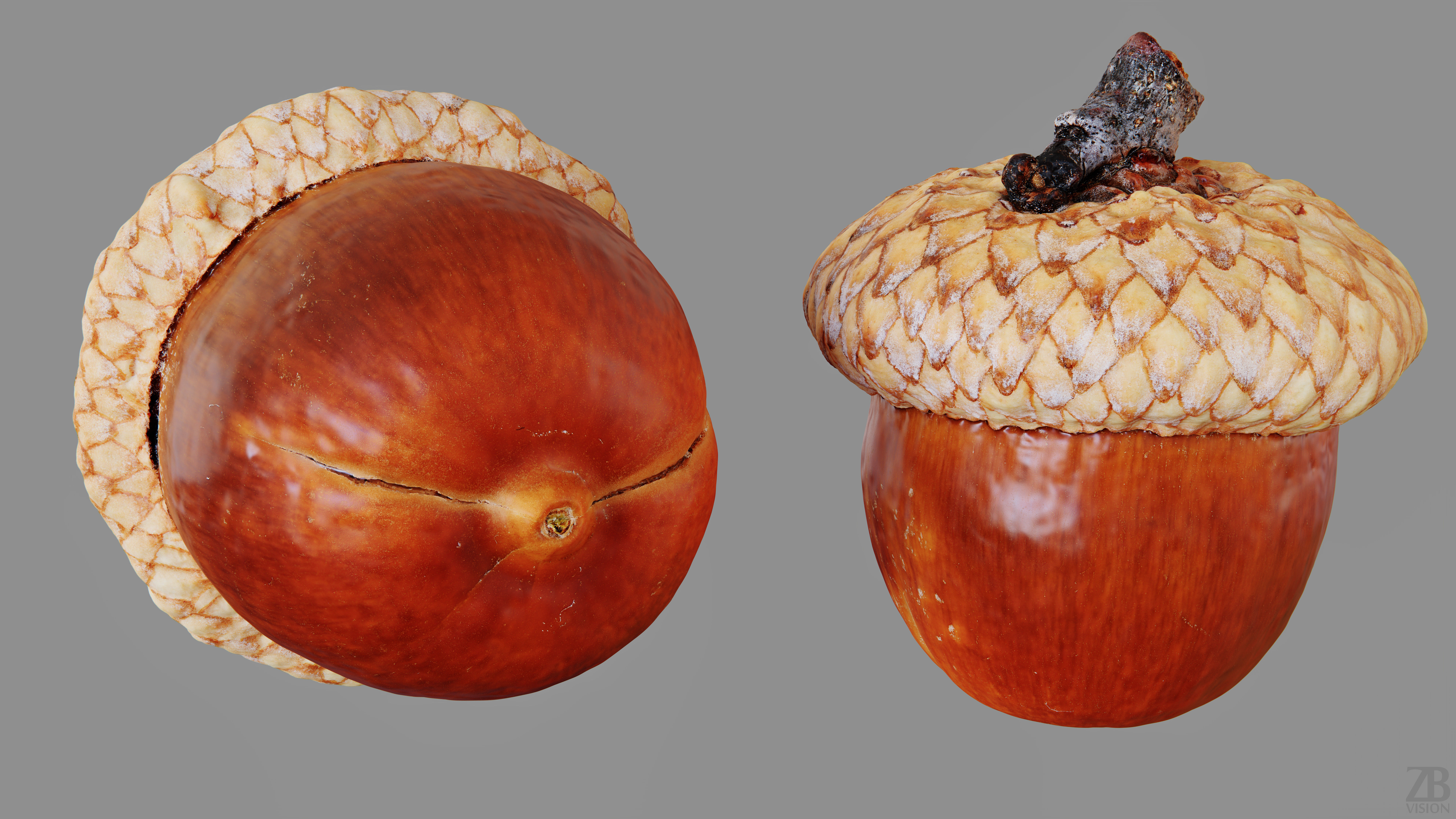 Acorn 3D model_12