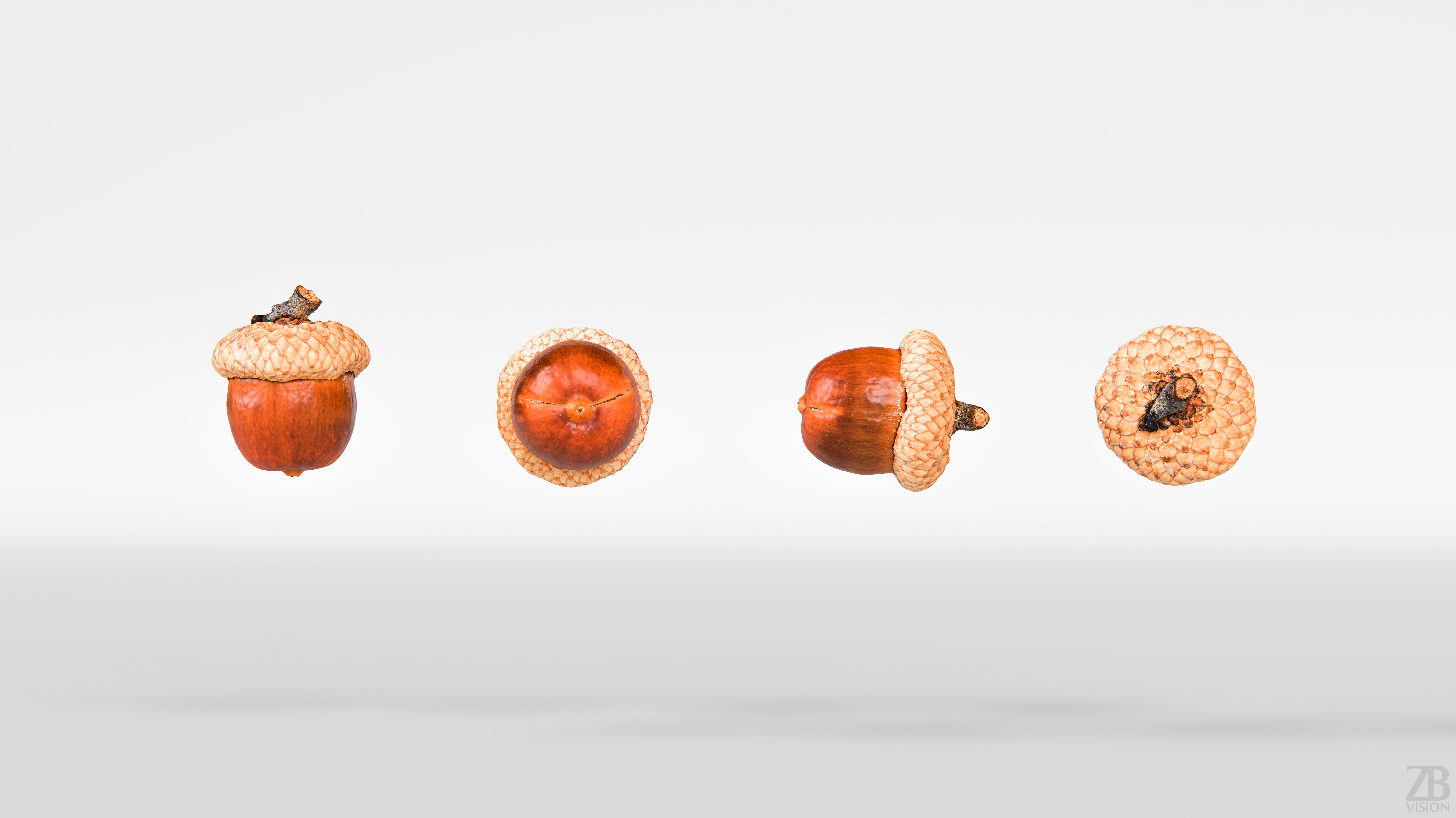 Acorn 3D model_4