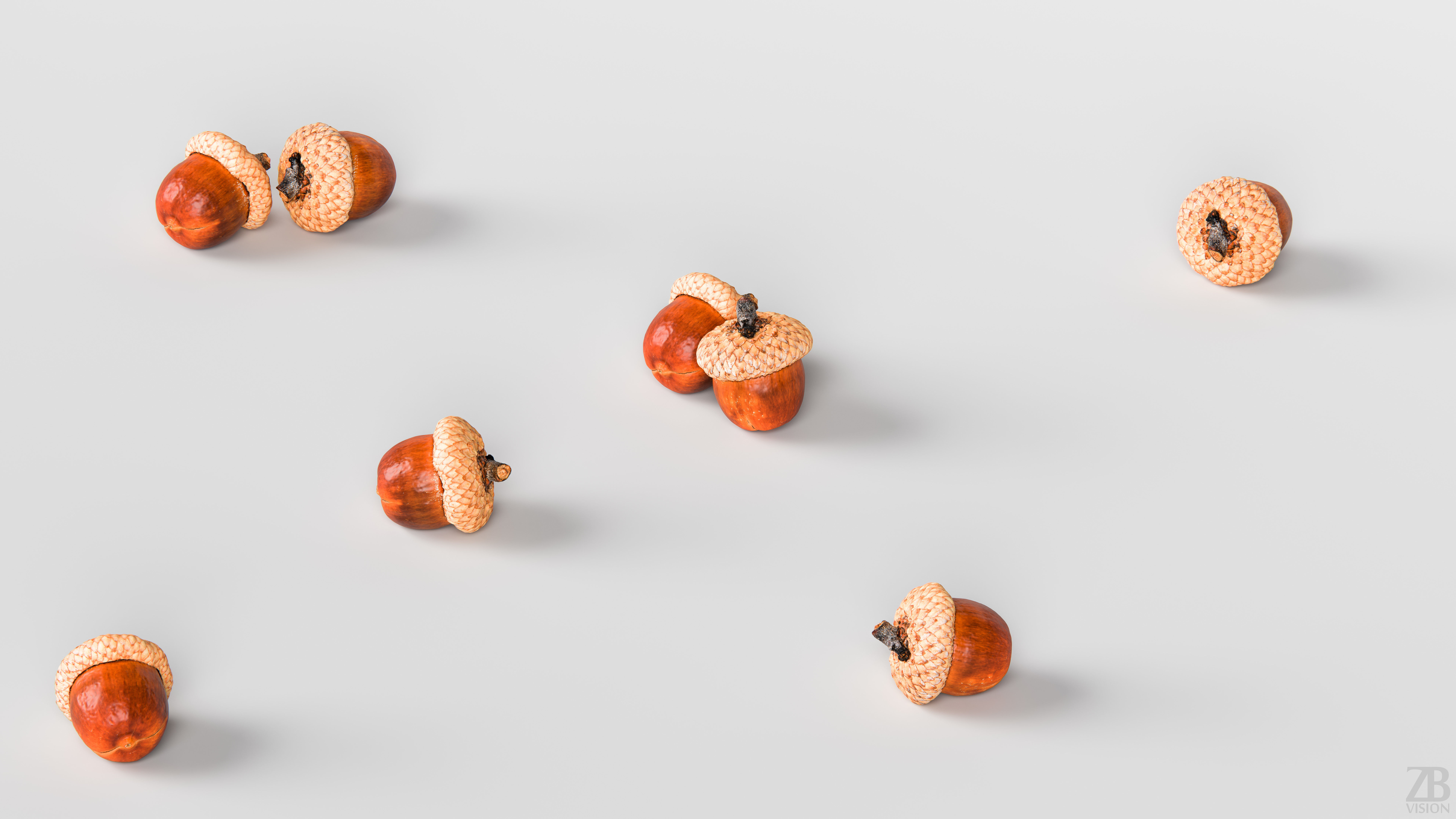 Acorn 3D model_2
