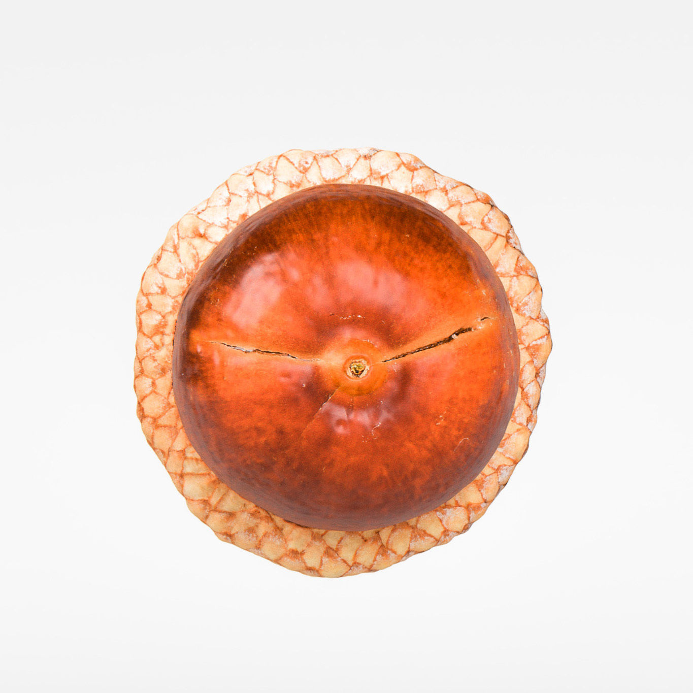 Acorn 3D model_6
