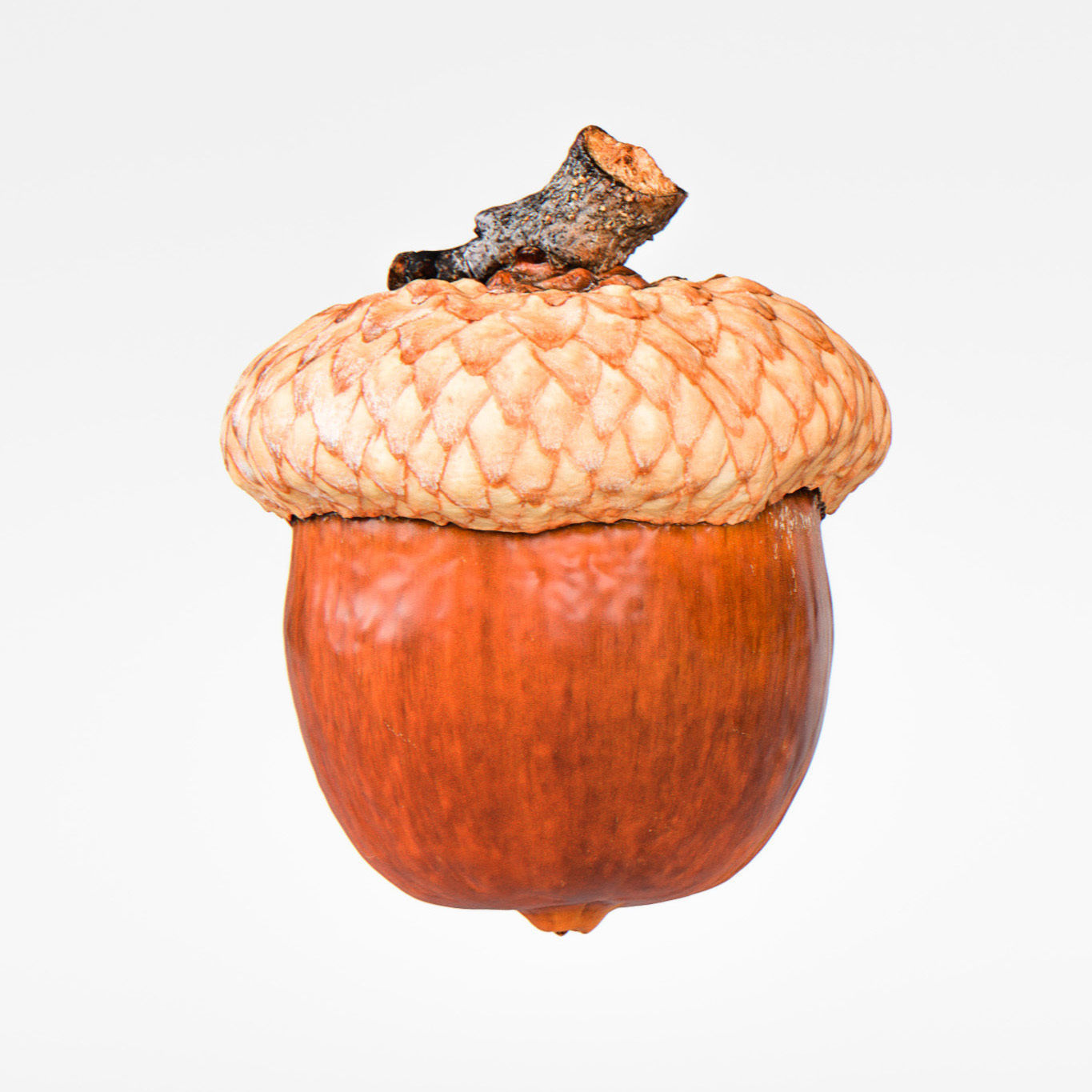 Acorn 3D model_5