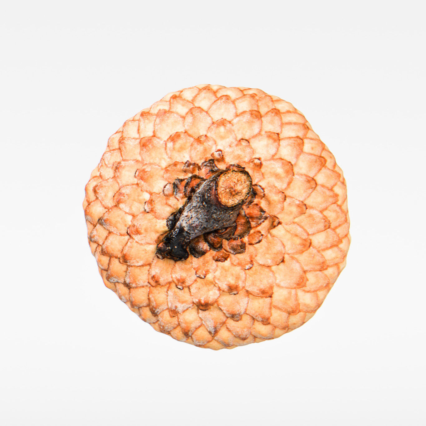 Acorn 3D model_8