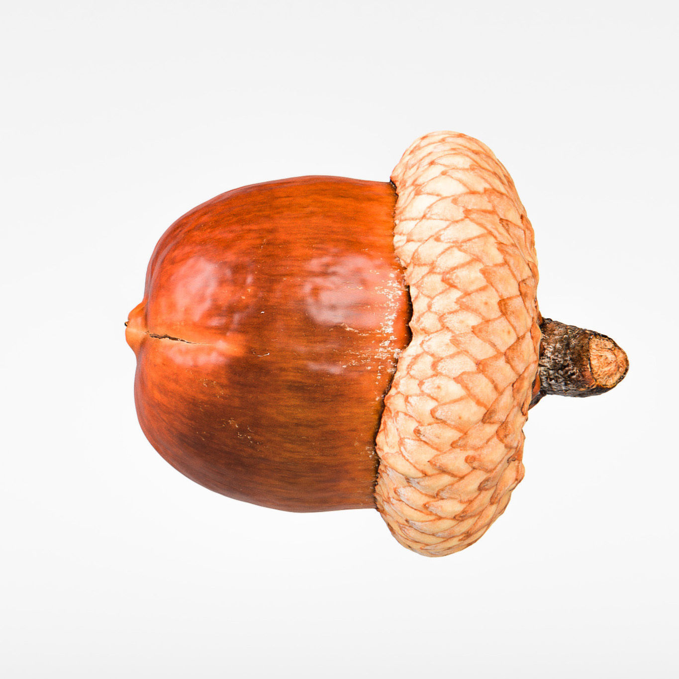 Acorn 3D model_7