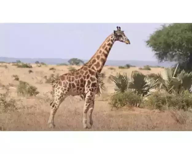 giraffe in kenya