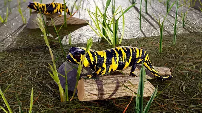 Tiger Salamander 3D model