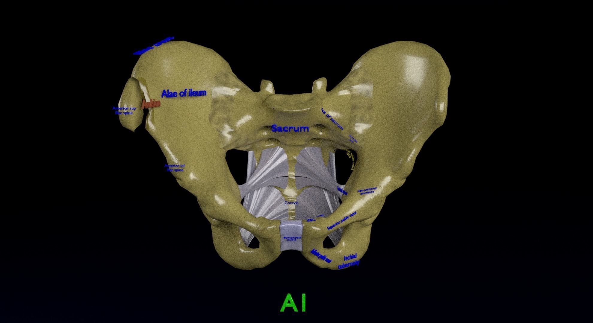 Pelvis fracture classifications 3D model_7