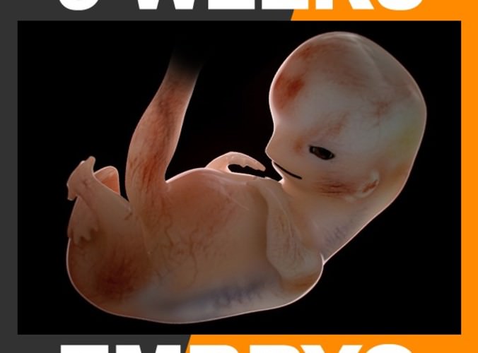 Human Embryo 3 Weeks