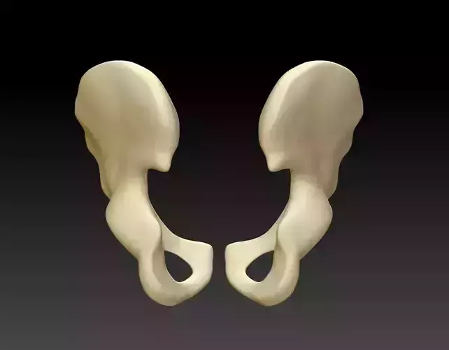 Download 3D model of human hip bone