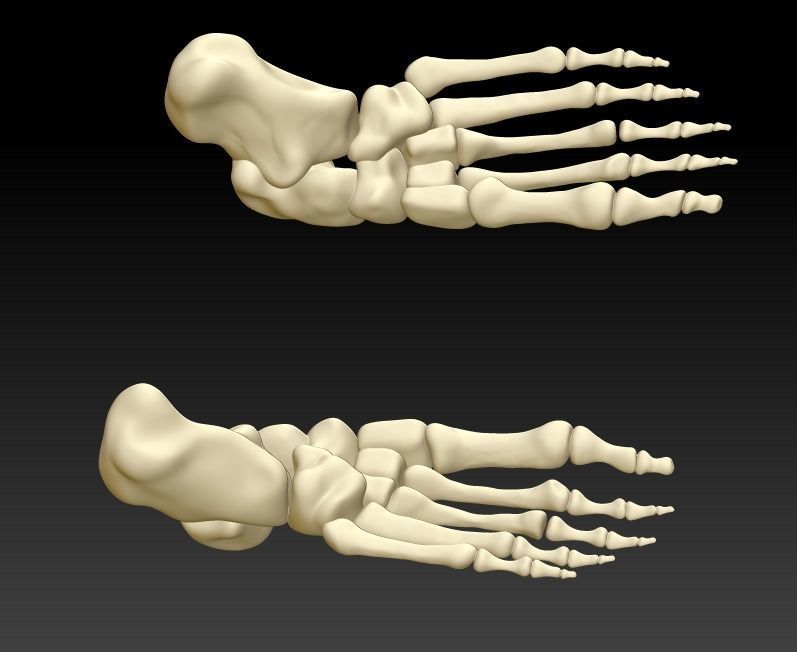Human foot 3D model human foot structure 3D printing model 3D print model_1