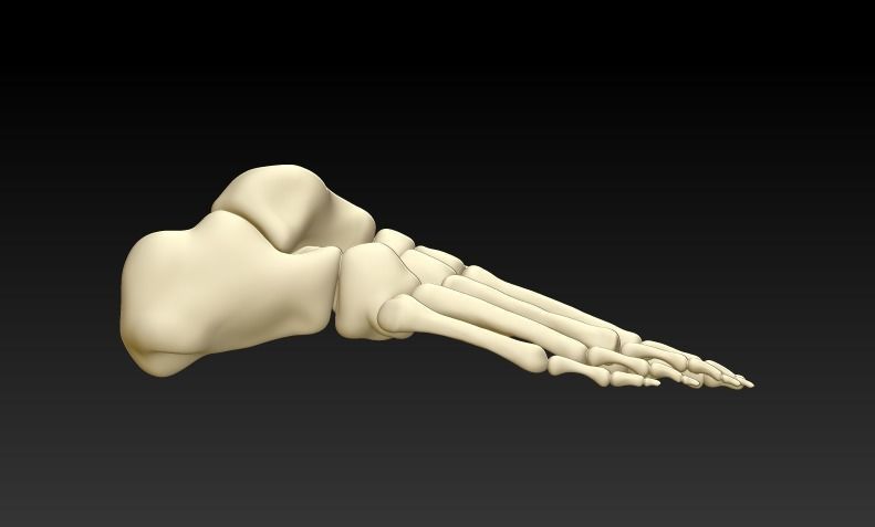 Human foot 3D model human foot structure 3D printing model 3D print model_2