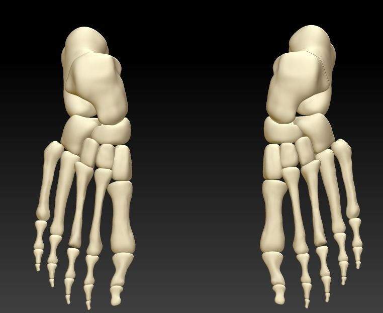 Human foot 3D model human foot structure 3D printing model 3D print model_3