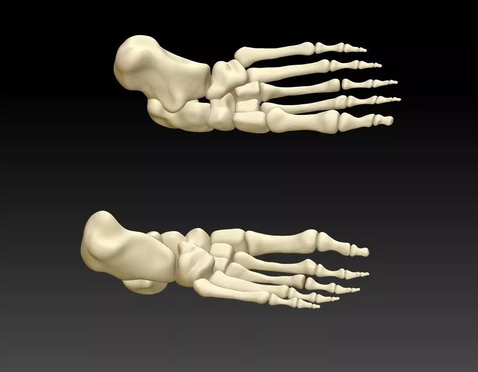 Human foot 3D model human foot structure 3D printing model 3D print model_0