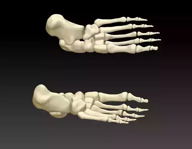 Human foot 3D model human foot structure 3D printing model 3D print model