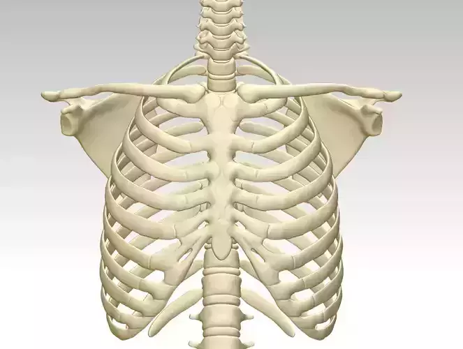 3D printing and downloading of human sternum structure model