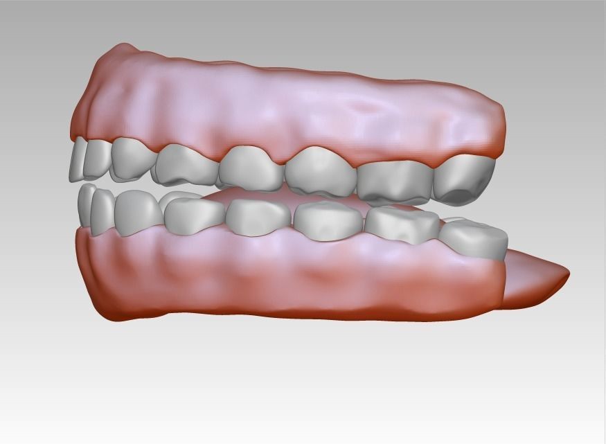3D model download of dental gum 3D oral model 3D print model_5
