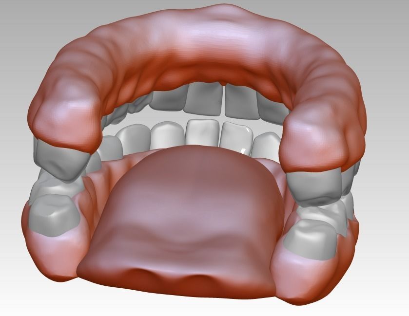 3D model download of dental gum 3D oral model 3D print model_1