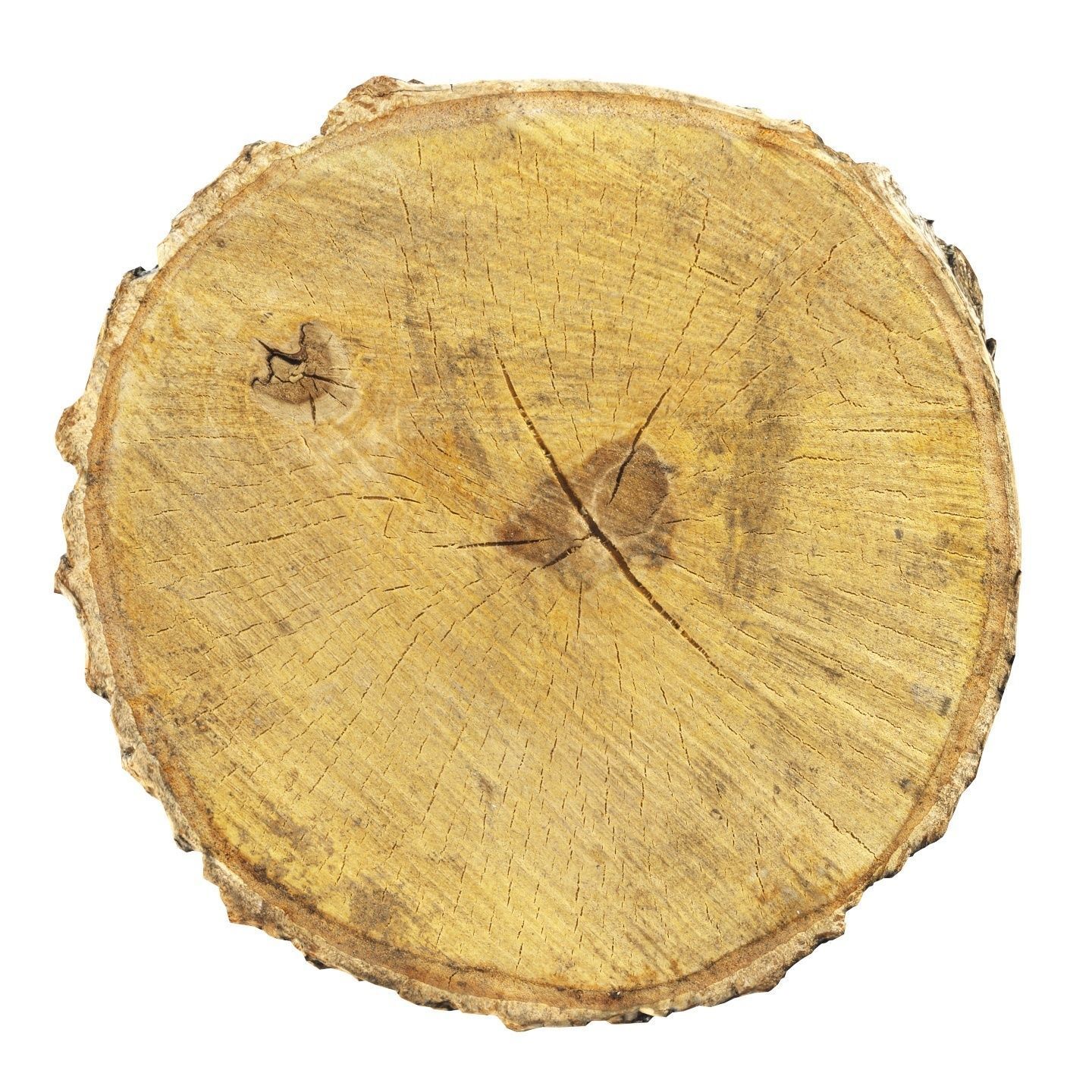 8k birch stump 3D model_4