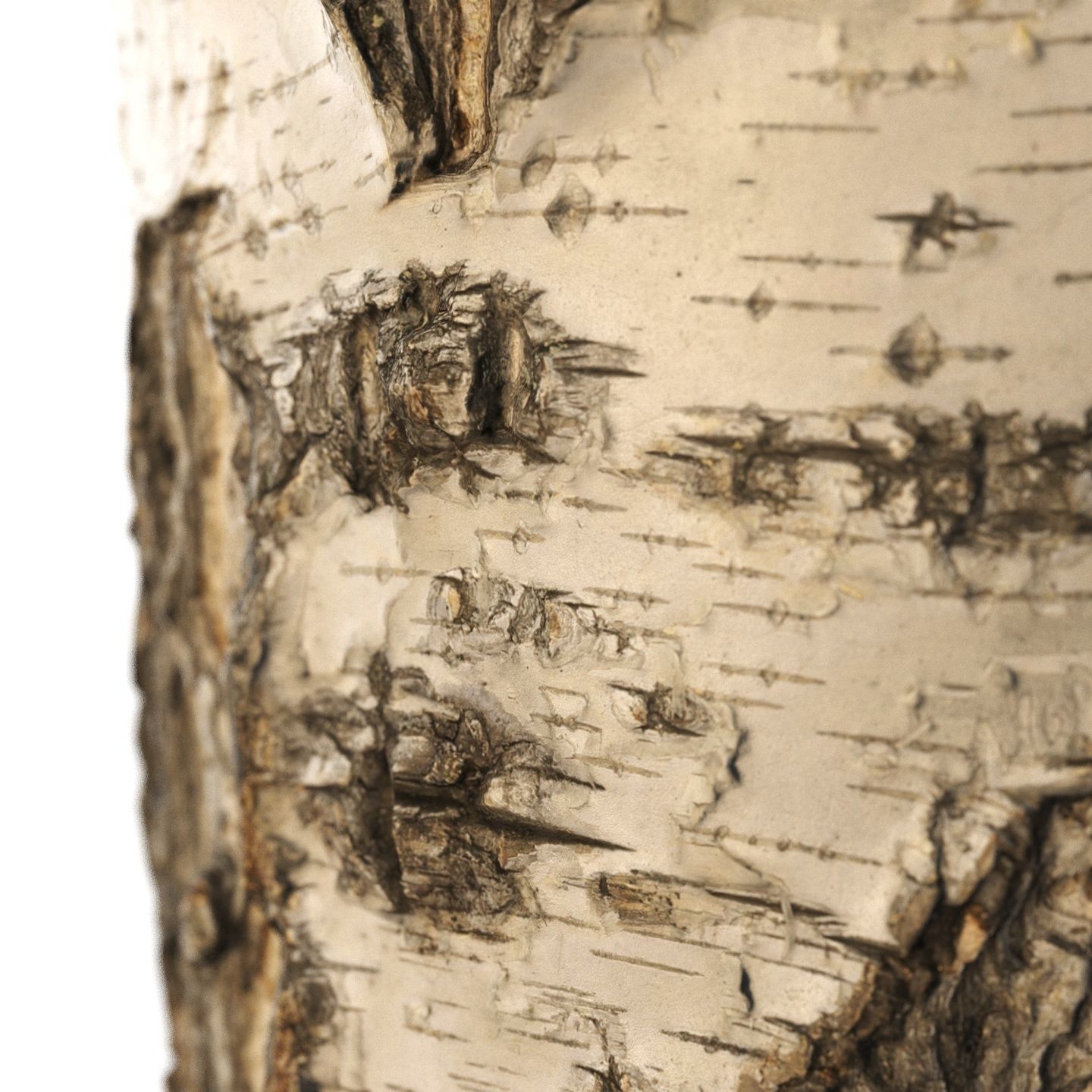 8k birch stump 3D model_6