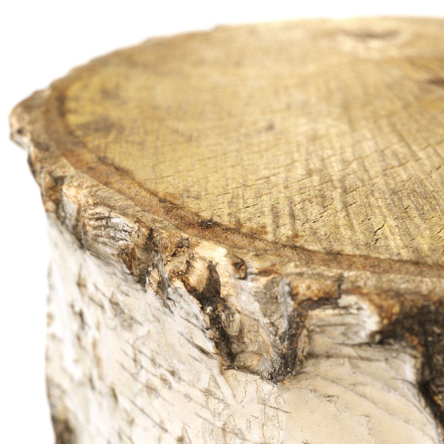 8k birch stump 3D model_2