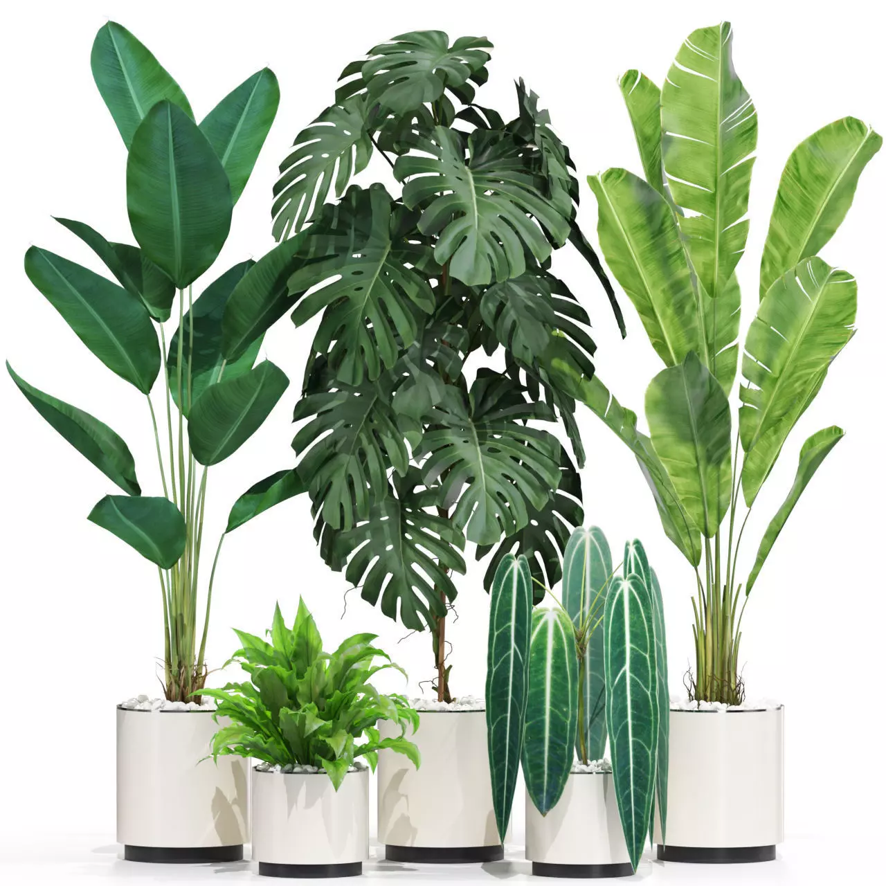 Plants collection 601 3D model