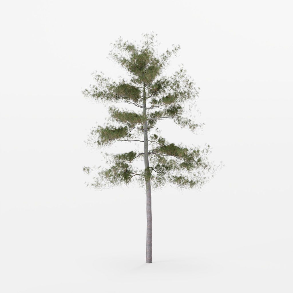 Pine Tree free 3D model | CGTrader