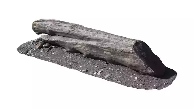 A log on the sand SCan