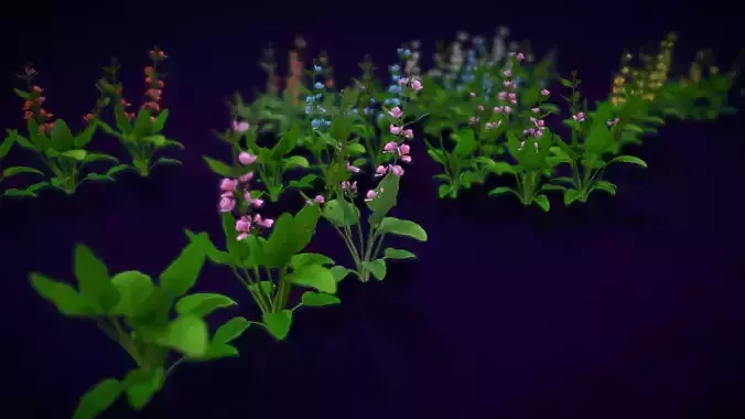 Flower Echinodorus Cordifolius