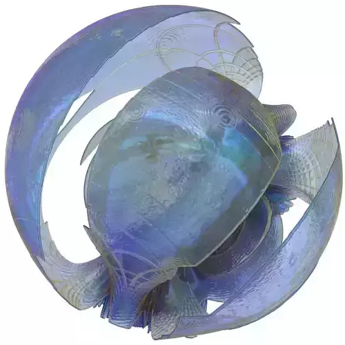 The Architect seashell